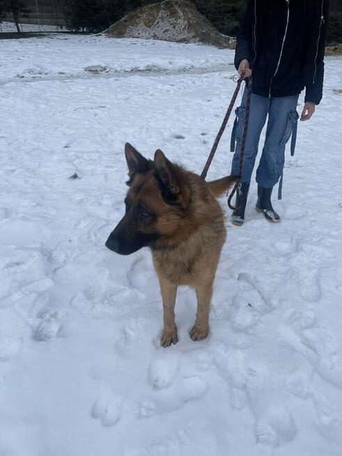 Owczarek niemiecki Liban -schronisko Zgierz-aktualne