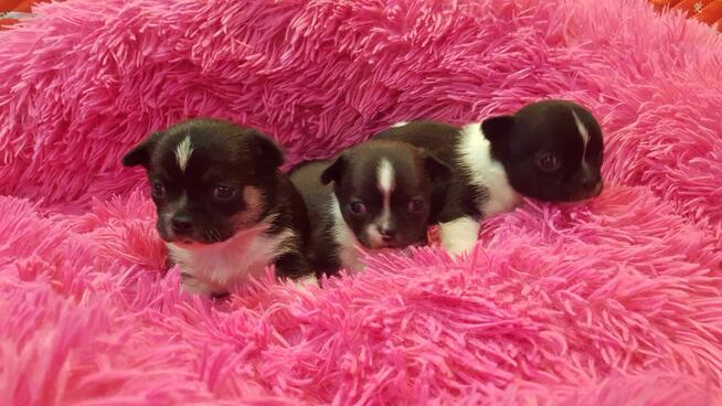 CHIHUAHUA szczeniaki pieski