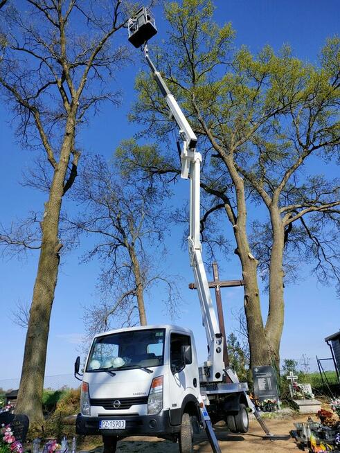 Wycinka drzew, karczowanie