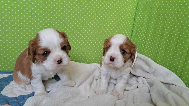 Chlopcy Cavalier King Charles Spaniel ZKwP fci