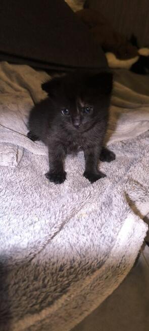 Kocięta brytyjskie szaro-ciemne mieszanka