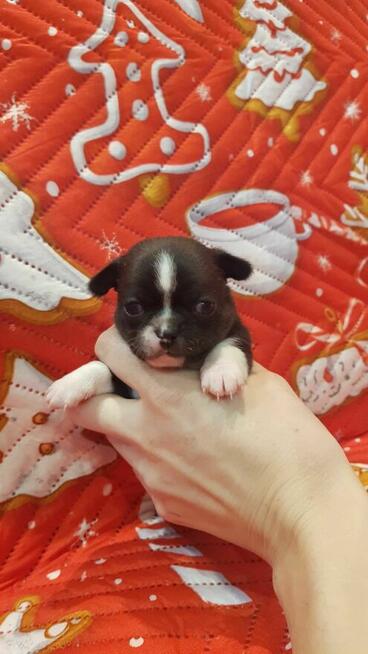 CHIHUAHUA szczeniaki pieski