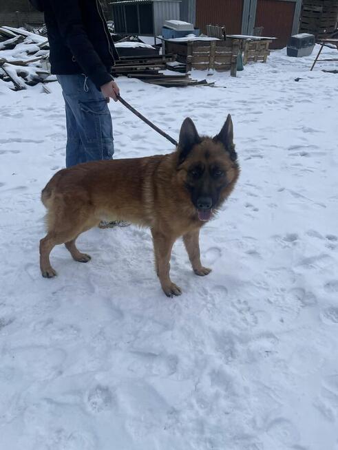 Owczarek niemiecki Liban -schronisko Zgierz-aktualne