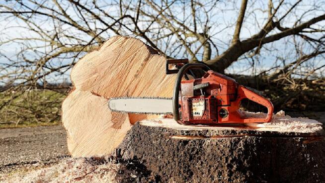 Wycinka drzew, karczowanie