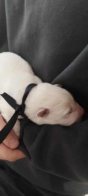 Szczeniaki Owczarka Szwajcarskiego