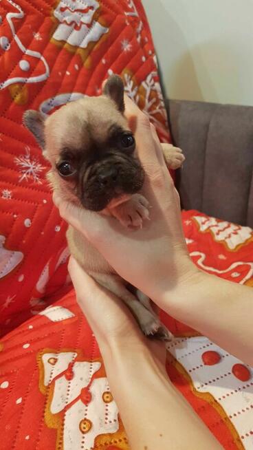 PIESEKI buldog francuski