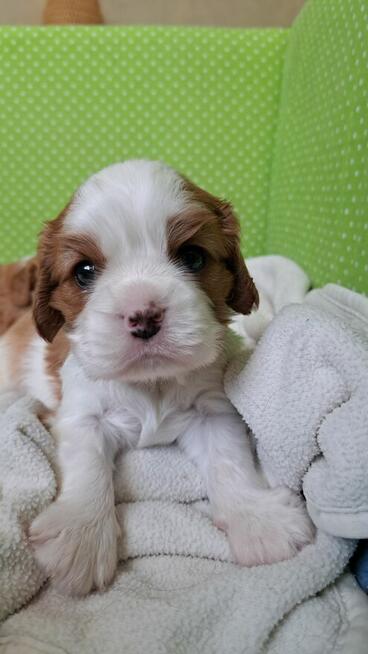 Chlopcy Cavalier King Charles Spaniel ZKwP fci