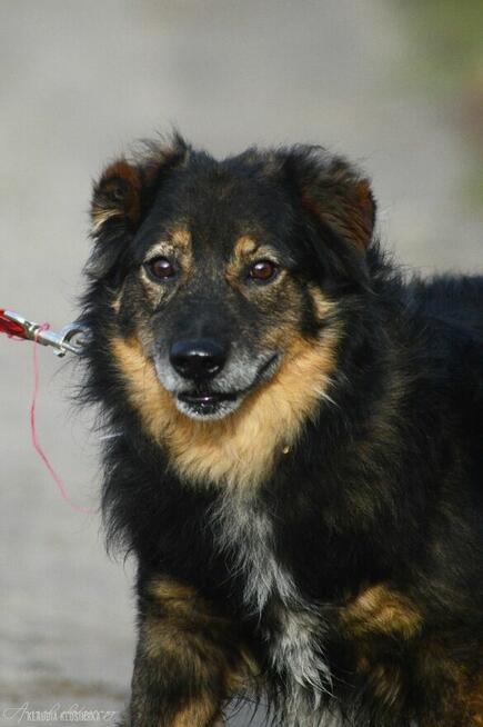 Słodki - nieduży, delikatny psiak szuka domu!