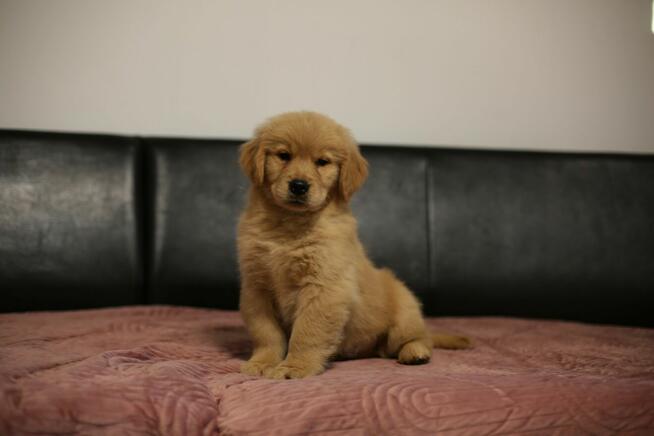 GOLDEN RETRIEVER-typ amerykański, ZKwP/FCI, złote