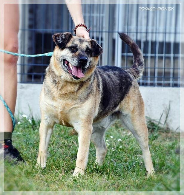 Banzai – czy istnieje świat, w którym zostaniesz pokochany?