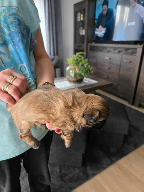 Sprzedam szczeniaki rasy shih tzu