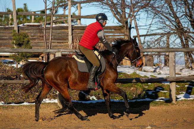 Perfect Dream VS Z - wałach zangersheide, Jeździec Adam Susł