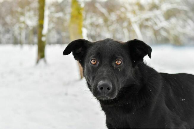Rakija-młoda, czarna, aktywna suczka czeka na dom
