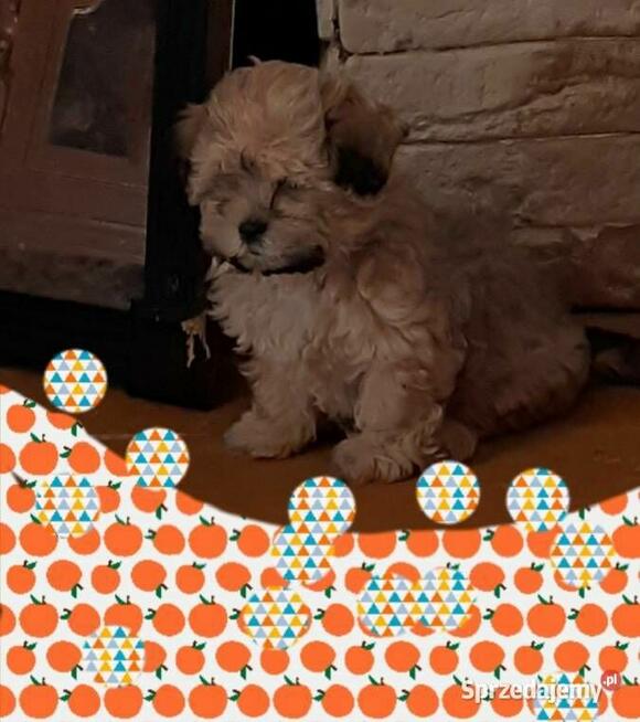 Mal shi male szczescie