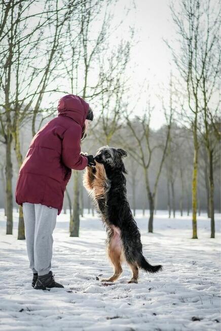 Shakira- duża młoda suczka o wyjątkowej urodzie do adopcji