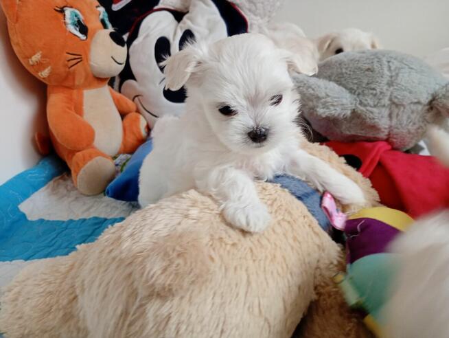 Maltańczyk szczenię -boy do rezerwacji