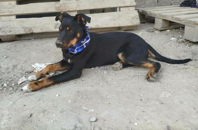 Młody aktywny psiak kochający ludzi czeka na Ciebie