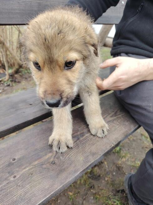 Cztery szczeniaczki szukają kochającego domku !!!