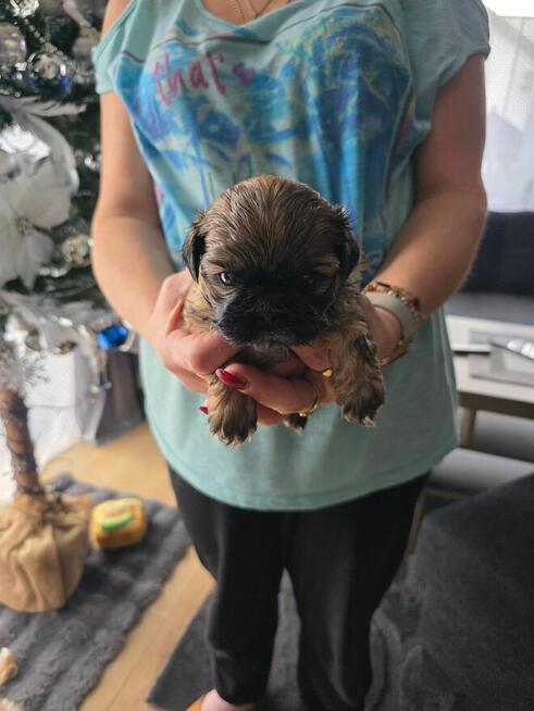 Sprzedam szczeniaki rasy shih tzu