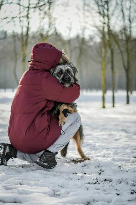 Shakira- duża młoda suczka o wyjątkowej urodzie do adopcji
