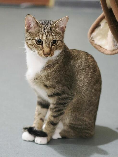 Aston i Kadet szukają wspólnego domu