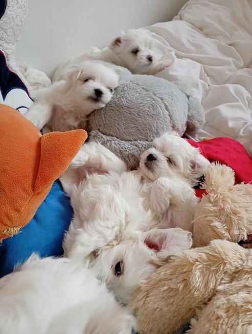 Maltańczyk szczenię -boy do rezerwacji