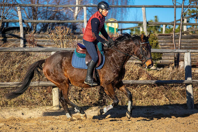 Olimero vs Z - wałach Zangersheide - jeździec Adam Susłowski
