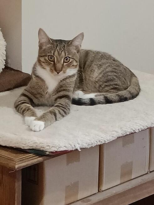 Aston i Kadet szukają wspólnego domu