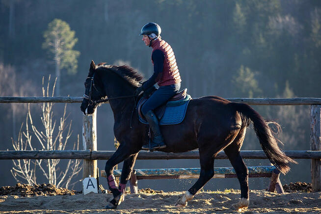 Baklava wszechstronna klacz- jeździec Adam Susłowski