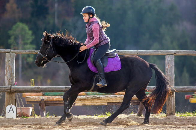 Durango kuc Connemara