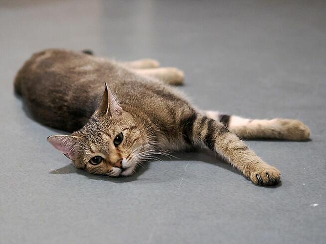 Martin co kocha wszystkich szuka domu