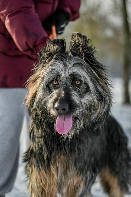 Shakira- duża młoda suczka o wyjątkowej urodzie do adopcji