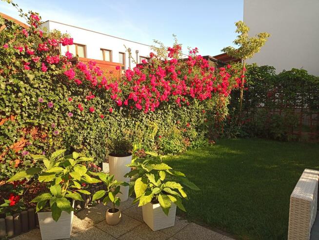 Bezczynszowy segment z ogródkiem obok lasu