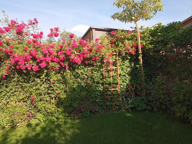 Bezczynszowy segment z ogródkiem obok lasu