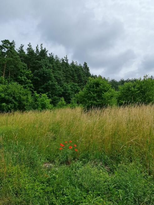 Działka budowlana Oleszno gm. Krasocin,
