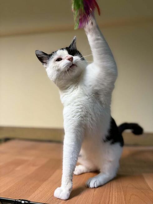 Finka - niekochana złośnica szuka domu