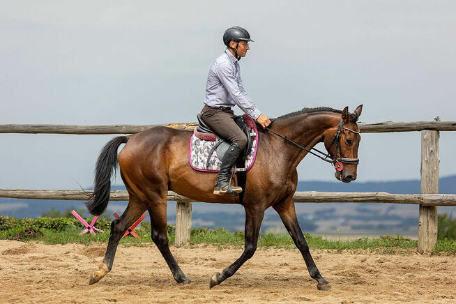 Olimero vs Z - wałach Zangersheide - jeździec Adam Susłowski