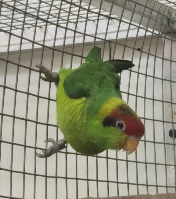 Lory
