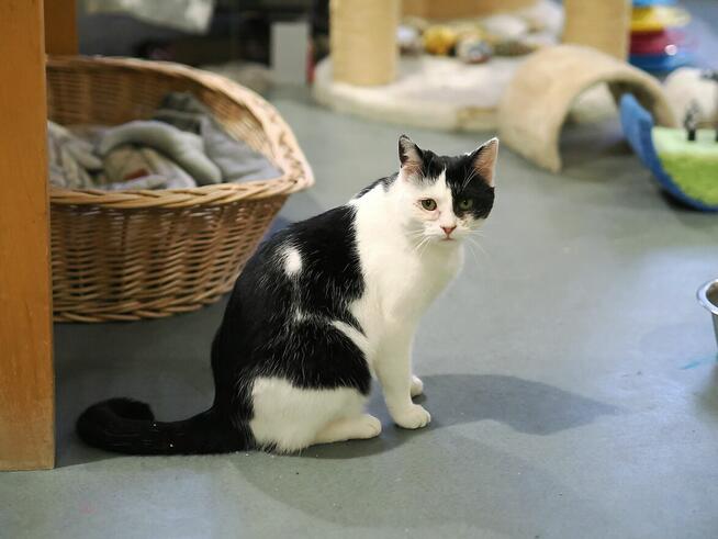 Finka - niekochana złośnica szuka domu