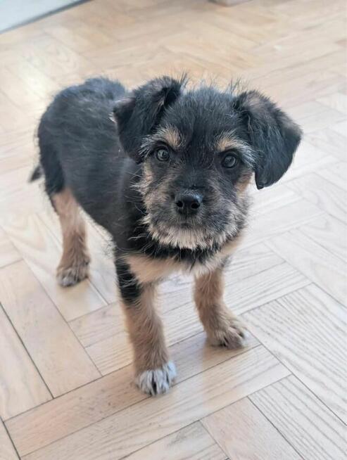 Zula- szorstkie cudo, szczeniak do adopcji