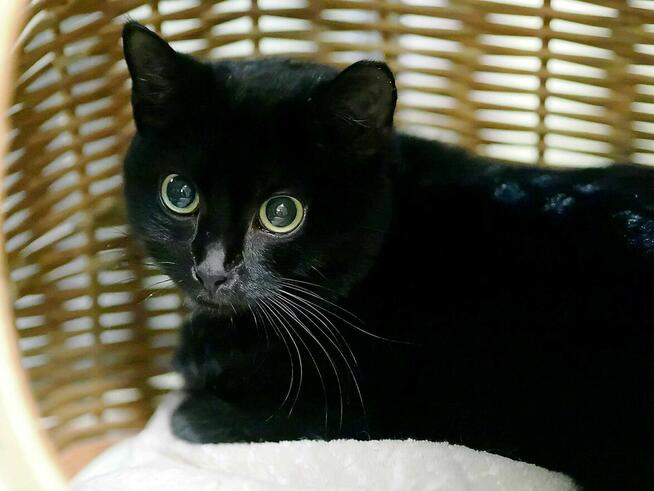 Rumba czarna piękność szuka domu