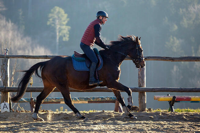 Olimero vs Z - wałach Zangersheide - jeździec Adam Susłowski