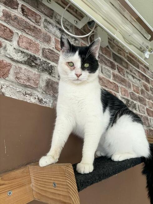 Finka - niekochana złośnica szuka domu