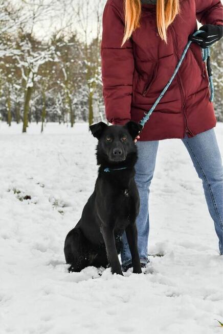 Rakija-młoda, czarna, aktywna suczka czeka na dom