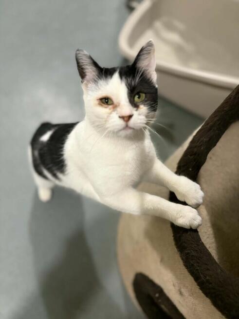 Finka - niekochana złośnica szuka domu