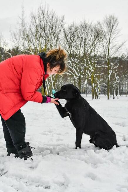 Goliat-młody o przyciągającym spojrzeniu pies do adopcji