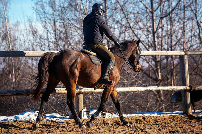 Perfect Dream VS Z - wałach zangersheide, Jeździec Adam Susł