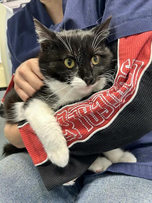 Kociak Zygzak domu schronisko Zgierz -aktualne