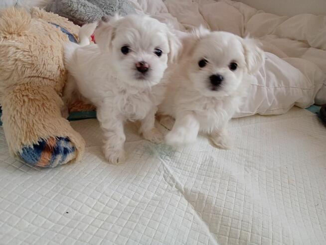 Maltańczyk szczenię -boy do rezerwacji