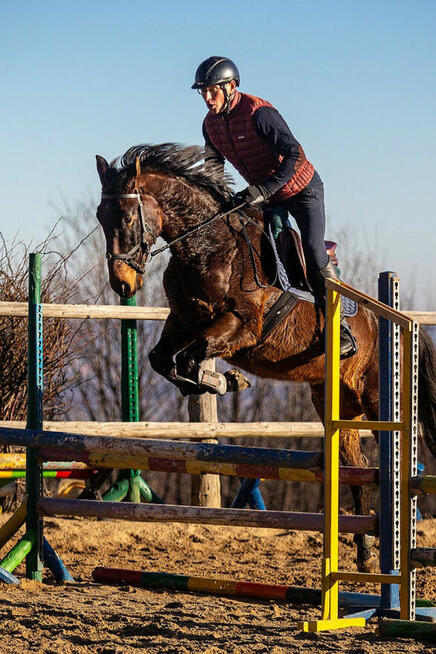 Olimero vs Z - wałach Zangersheide - jeździec Adam Susłowski
